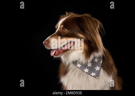 Australischer Schäferhund auf schwarzem Hintergrund Stockfoto