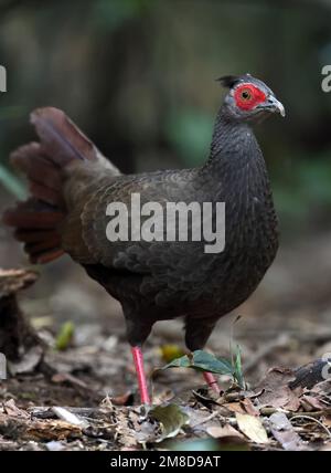 Silberfasan (Lophura nycthemera), Erwachsene Frau auf dem Waldboden Di Linh, Vietnam. Dezember Stockfoto