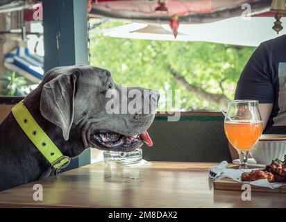 Hungry Blue Great Dane großer Hund, der nach Essen sehnt. Hund wartet darauf, von seinem Besitzer gefüttert zu werden. Stockfoto