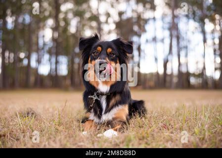 Australian Shepherd Tri Color Aussie draußen in einem Park. Stockfoto