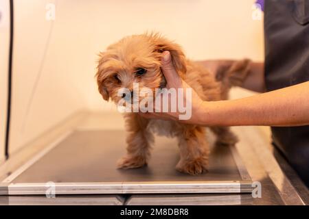 Eine Nahaufnahme des Tierarztes, der Röntgenaufnahmen an einem kleinen Hund der Tierklinik durchführt Stockfoto