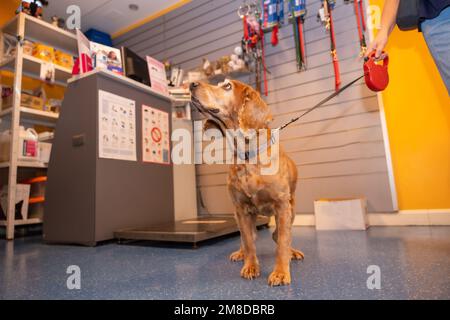 Ein Hund, der an der Leine wartet, um am Eingang der Tierklinik behandelt zu werden Stockfoto