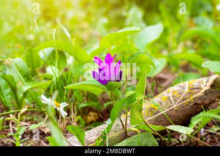 Leuchtend lila blühende Viola Odorata Blume mit grünen Blättern im Frühling im Garten aus nächster Nähe. Stockfoto