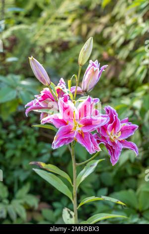 Duftende pollenfreie Doppellilien im Garten mit grünem Hintergrund Stockfoto