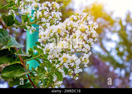 Weiße Lagerstroemia Indica (Crape Myrtle) Blumen mit grünen Blättern auf Zweigen im Garten im Sommer. Stockfoto