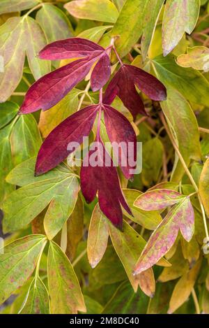Eine vertikale Nahaufnahme von grünen und roten Blättern. Stockfoto
