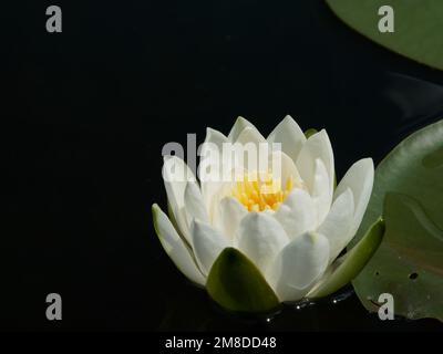 Amerikanische weiße Wasserlilie (Nymphaea odorata) schwimmende Blume und Teil des Blatts, dunkler Hintergrund Stockfoto