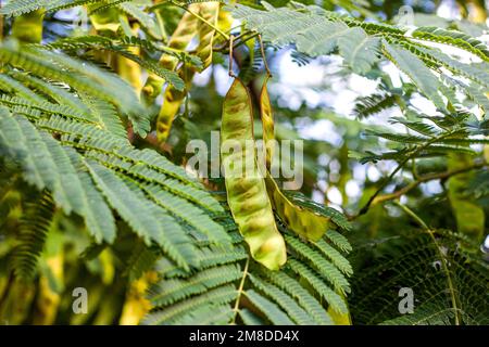 Leuchtend grüne Blätter und Samenschoten von HonigLocust (Gleditsia triacanthos) Busch im botanischen Garten im Sommer aus nächster Nähe. Stockfoto