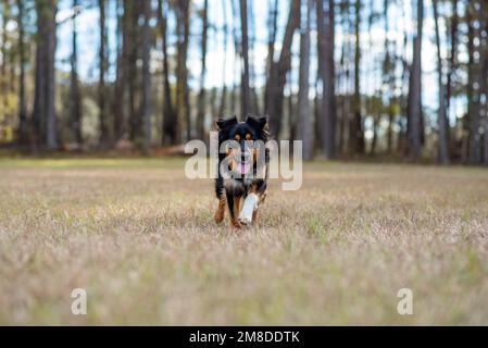 Australian Shepherd Tri Color Aussie draußen in einem Park. Der Hund rennt raus Stockfoto
