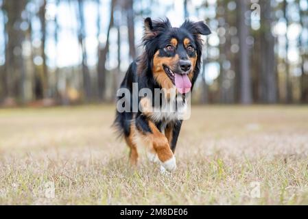 Australian Shepherd Tri Color Aussie draußen in einem Park. Der Hund rennt raus Stockfoto