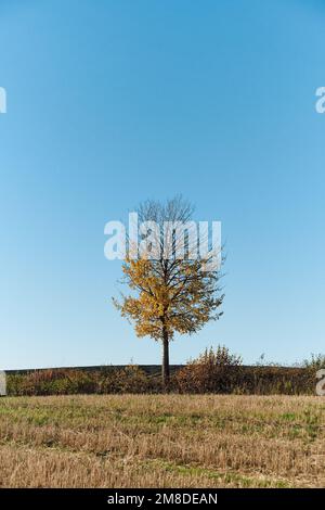 Ein vertikales Bild des ländlichen Toten, Norwegen, im Herbst. Stockfoto