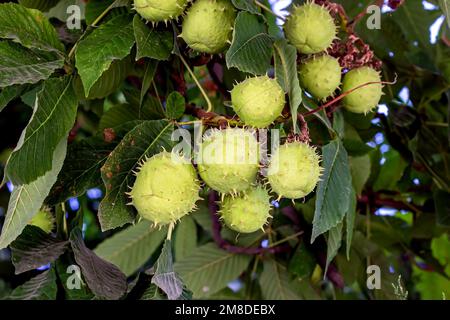 Grüne Pferdekastanie (Aesculus Hippocastanum) mit Blättern auf einem Baum im Sommer. Stockfoto