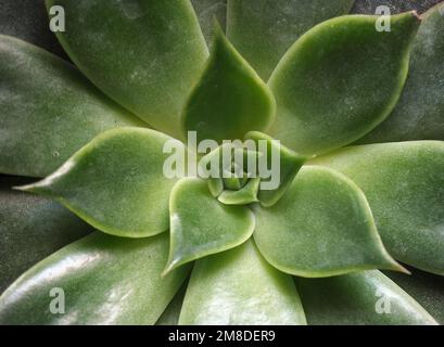 Lippenstift echeveria.Kaktus-Pflanzen-Tapete. Saftige Kaktusmuster. Nahaufnahme der grünen Kaktusblätter. Bild der saftigen Blüte von oben. Stockfoto