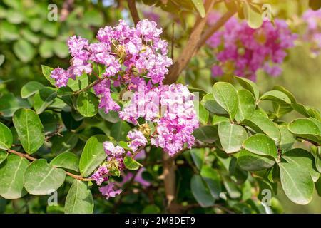 Leuchtend rosafarbene Lagerstroemia Indica (Krabbe Myrtle) Blumen mit grünen Blättern auf Zweigen im Garten im Sommer. Stockfoto