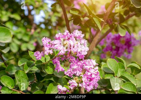 Leuchtend rosafarbene Lagerstroemia Indica (Krabbe Myrtle) Blumen mit grünen Blättern auf Zweigen im Garten im Sommer. Stockfoto