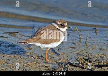 Flussregenpfeifer-Regenpfeifer (Charadrius Hiaticula) Stockfoto