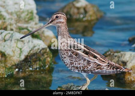 Bekassine (Gallinago Gallinago) Stockfoto