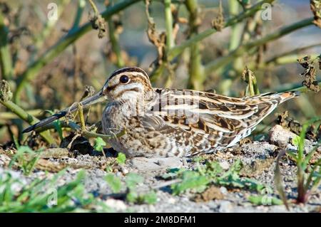 Bekassine (Gallinago Gallinago) Stockfoto