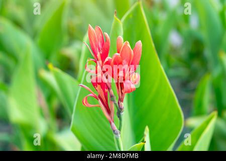 Frische leuchtend rote und orange Canna Lily Blumen im Garten auf grünem Gras Hintergrund im Sommer. Stockfoto