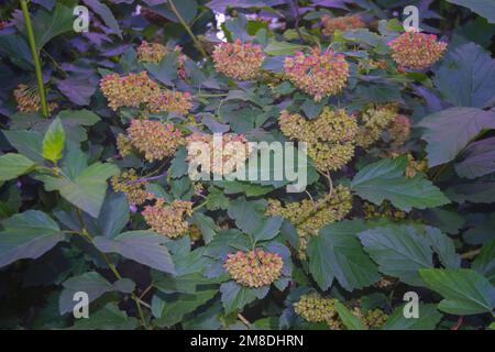 Wissenschaftlicher Name Dombeya wallichii und gebräuchliche Namen Pinkball, rosa Ball Baum oder tropische Hortensien Blütenpflanzen im Park aus der Nähe. Stockfoto