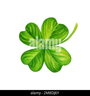 Aquarell, handgezeichnet, vierblättriges Kleeblatt für St. Patricks Tag für Viel Glück. Element auf weißem Hintergrund isoliert. Stockfoto