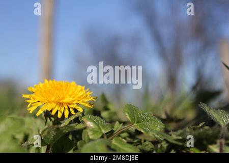 Gelbe Löwenzahnblume mit grünen Blättern, geschlossen Stockfoto