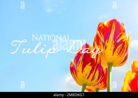 Leuchtend rote, orange und gelbe blühende Tulpenblumen auf dem Feld im Frühling gegen den blauen Himmel mit Wörtern zum National Tulip Day. Stockfoto