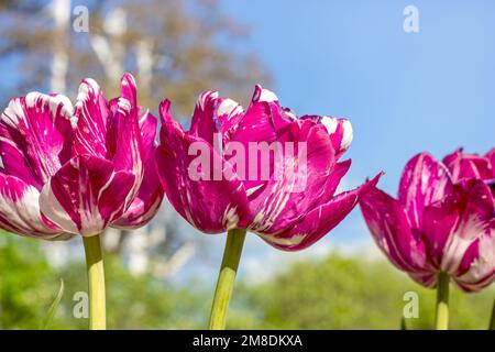 Leuchtend rosa blühende Tulpenblüten auf dem Feld im Frühling. Stockfoto