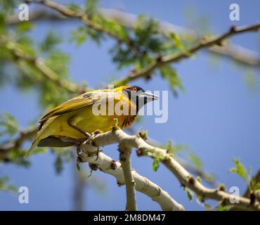 Speke's Weaver (Ploceus spekei) on Branch, Masai Mara, Kenia, Afrika Stockfoto