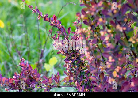 Im Frühling blühende Blüten im Garten. Stockfoto