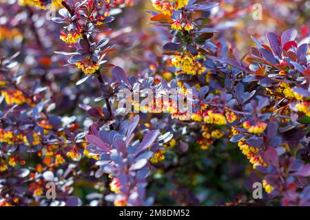 Bright Thunbergs Barberry (Berberis thunbergii Concorde) Blätter und blühende Blumen im Garten im Frühling. Stockfoto