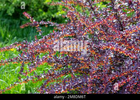 Bright Thunbergs Barberry (Berberis thunbergii Concorde) Blätter und blühende Blumen im Garten im Frühling. Stockfoto