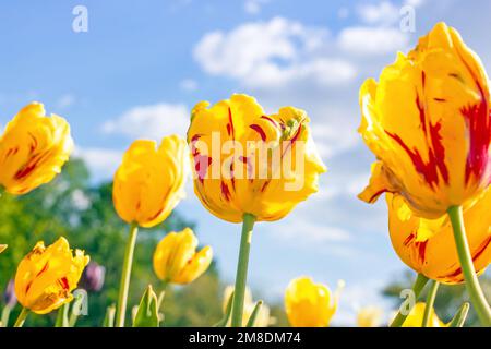 Leuchtend gelbe, blühende Tulpenblüten im Frühling auf dem Feld gegen den blauen Himmel. Stockfoto