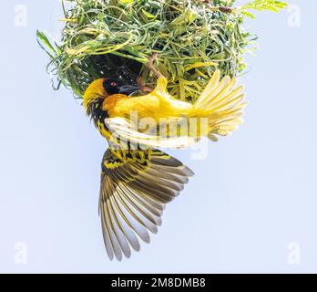 Speke's Weaver (Ploceus spekei), der vom Nest hängt, Masai Mara, Kenia, Afrika Stockfoto