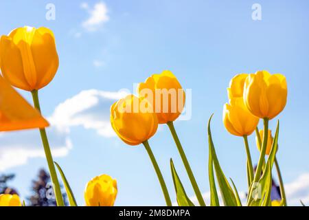 Leuchtend gelbe, blühende Tulpenblüten im Frühling auf dem Feld gegen den blauen Himmel. Stockfoto