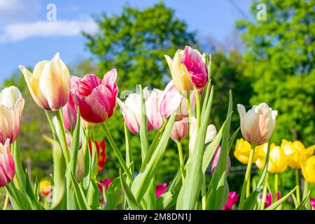 Leuchtend rosa und gelb blühende Tulpenblumen auf dem Feld im Frühling gegen den blauen Himmel. Stockfoto