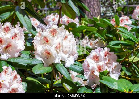 Leuchtend pinkfarbenes und weißes Rhododendron-Hybridum Simona blüht im Frühling im Garten mit grünen Blättern. Stockfoto