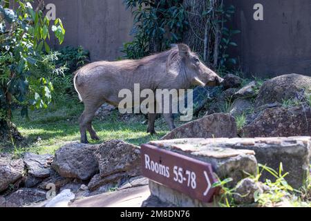 warthog, Phacochoerus africanus, weidet in Serena Lodge, Masai Mara Nationalpark, Kenia, Afrika Stockfoto