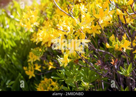 Leuchtend gelbes Rhododendron-Luteum blüht im Frühling im Garten mit grünen Blättern. Stockfoto