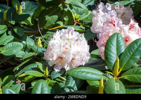 Leuchtend pinkfarbenes und weißes Rhododendron-Hybridum Simona blüht im Frühling im Garten mit grünen Blättern. Stockfoto