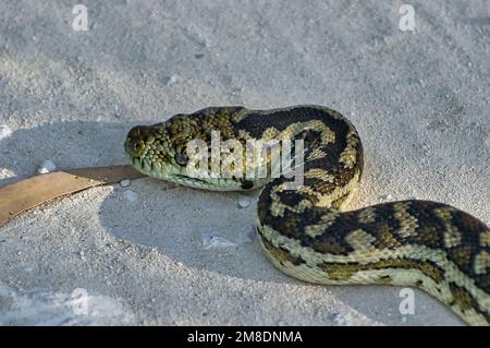 Eine Teppichpython, Morelia spilota, auf einer Straße in Westaustralien Stockfoto