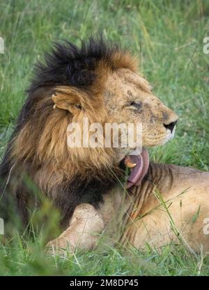 löwe leckt sich selbst, Masai Mara Nationalpark, Kenia Stockfoto