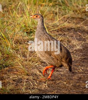 Rothalsseehühner oder Rothalsfrancolin (Pternistis afer), Masai Mara, Kenia, Afrika Stockfoto