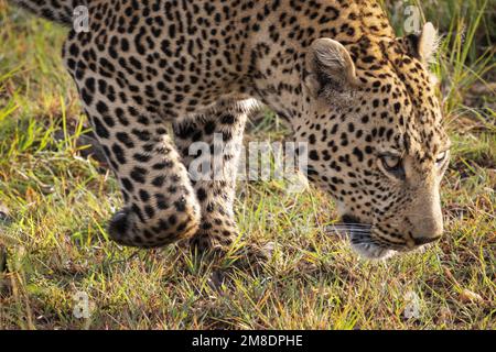 Nahaufnahme von Leoparden, die in langem Gras wandern, Masai Mara Nationalpark, Kenia Stockfoto