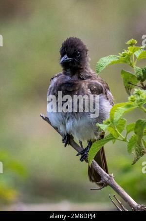 Bulbul (pycnonotus barbatus ), Masai Mara Nationalpark, Kenia, Afrika Stockfoto