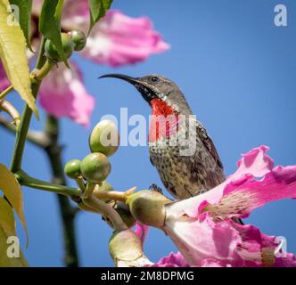 Junger Scharlachbrühe Sonnenvogel Chalcomitra senegalensis, farbenfroher Nektar fütternder afrikanischer Vogel, neben Blume, Masai Mara Nationalpark, Kenia. Stockfoto