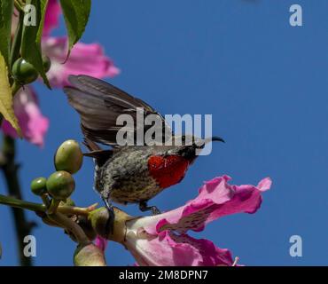 Junger Scharlachbrühe Sonnenvogel Chalcomitra senegalensis, farbenfroher Nektar fütternder afrikanischer Vogel, neben Blume, Masai Mara Nationalpark, Kenia. Stockfoto