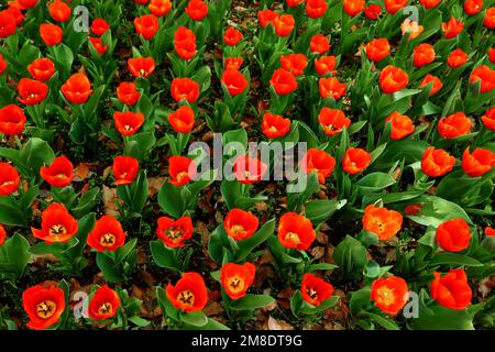 Rote Tulpen in einer ordentlichen Reihe auf dem Feld Stockfoto