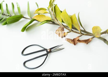 Schöne Zamiokulkas. Schneiden von trockenen und schlechten Blättern. Skandinavisches Interieur Stockfoto
