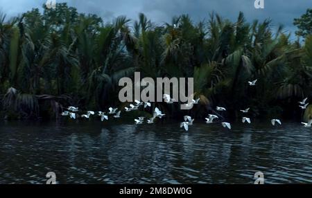 Tropische Vögel fliegen über dem Wasser im Dschungel in der Nähe von Tangalle, Sri Lanka. Weiße Herde gehen nachts in ihren gemeinsamen Schlafplatz im Wald. Landschaft von Ra Stockfoto